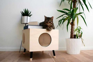 Nie należy robić, łapiąc kot do nowej obudowy? Nie należy robić, łapiąc kot do nowej obudowy?